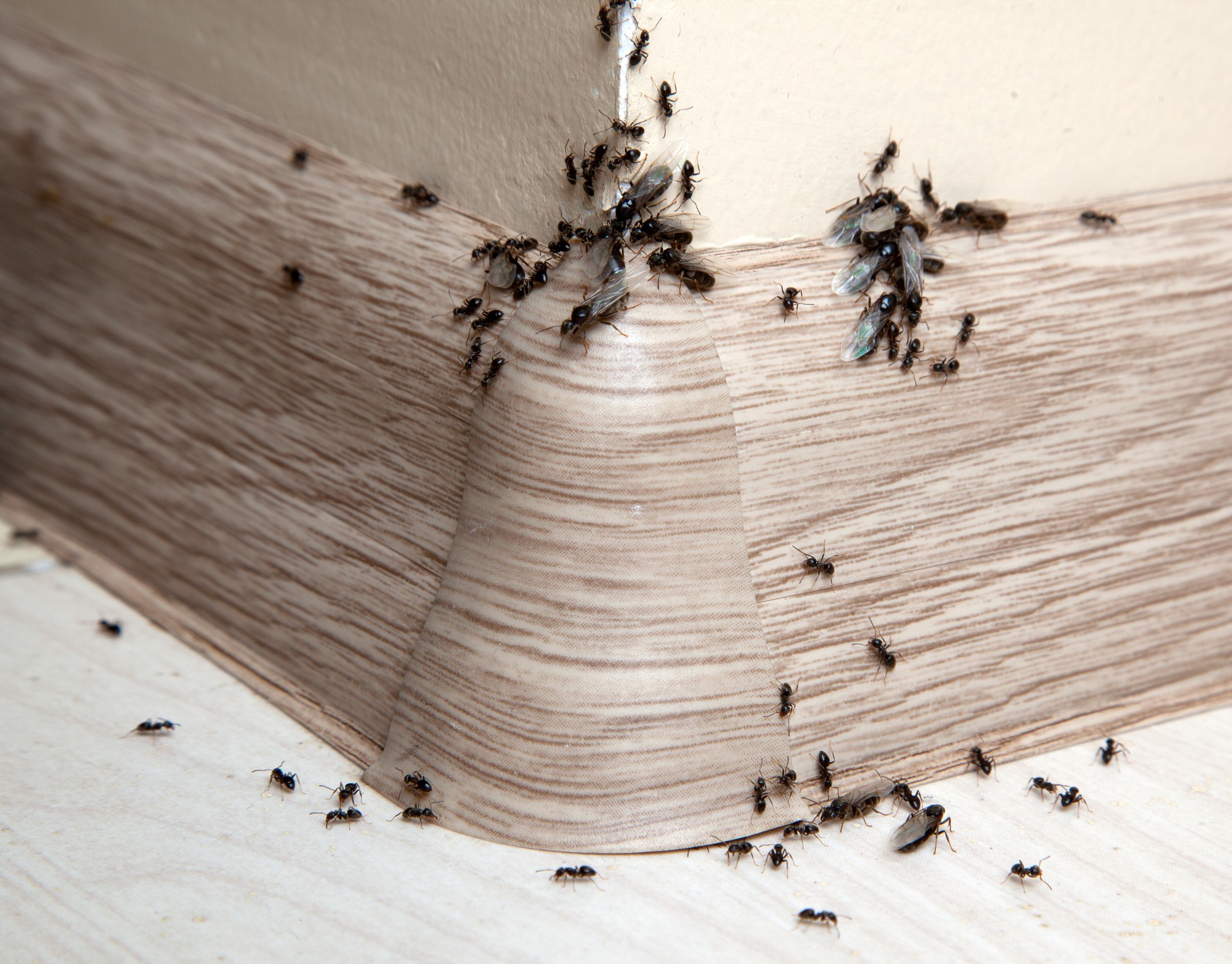 Ant Infestation, Pest Control in Potters Bar, Cuffley, Northaw, EN6. Call Now 020 8166 9746