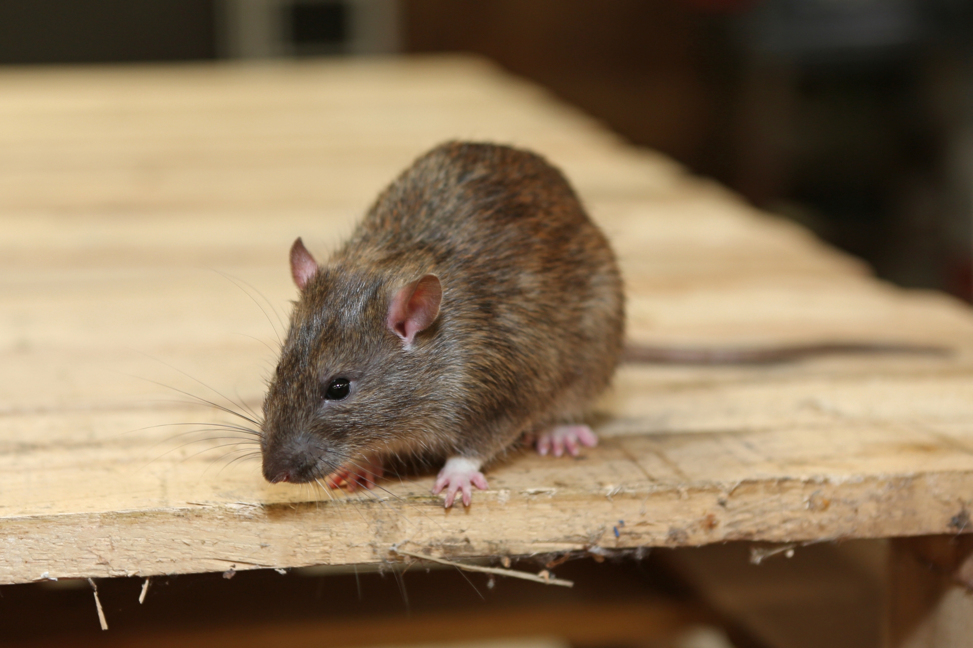 Rat Control, Pest Control in Potters Bar, Cuffley, Northaw, EN6. Call Now 020 8166 9746