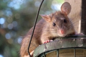 Rat extermination, Pest Control in Potters Bar, Cuffley, Northaw, EN6. Call Now 020 8166 9746
