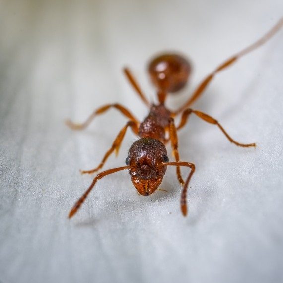 Field Ants, Pest Control in Potters Bar, Cuffley, Northaw, EN6. Call Now! 020 8166 9746