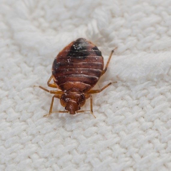 Bed Bugs, Pest Control in Potters Bar, Cuffley, Northaw, EN6. Call Now! 020 8166 9746