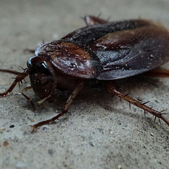 Cockroaches, Pest Control in Potters Bar, Cuffley, Northaw, EN6. Call Now! 020 8166 9746