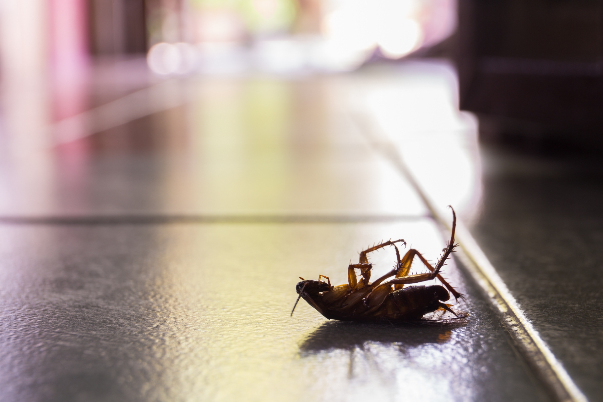 Cockroach Control, Pest Control in Potters Bar, Cuffley, Northaw, EN6. Call Now 020 8166 9746