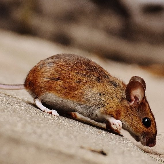 Mice, Pest Control in Potters Bar, Cuffley, Northaw, EN6. Call Now! 020 8166 9746