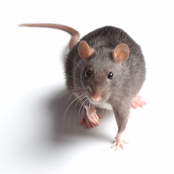 Rats, Pest Control in Potters Bar, Cuffley, Northaw, EN6. Call Now! 020 8166 9746