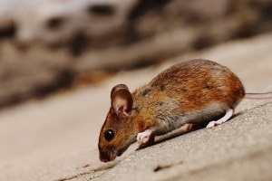 Mouse extermination, Pest Control in Potters Bar, Cuffley, Northaw, EN6. Call Now 020 8166 9746