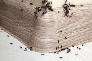 Ant Control, Pest Control in Potters Bar, Cuffley, Northaw, EN6. Call Now 020 8166 9746