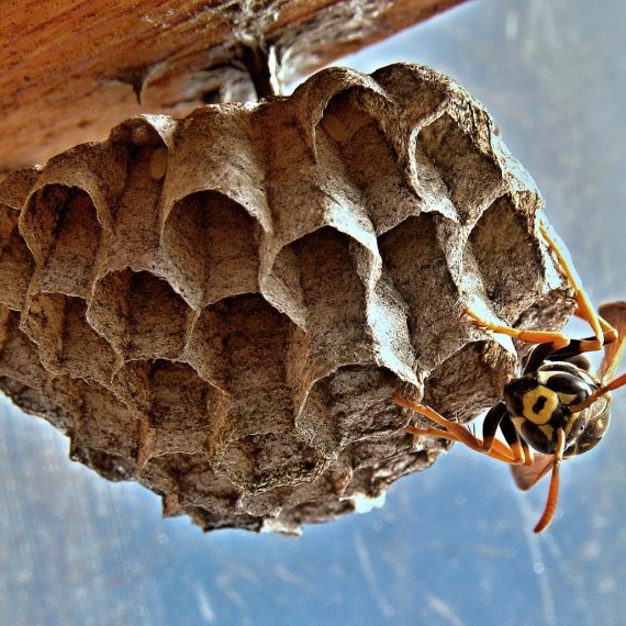 Wasps Nest, Pest Control in Potters Bar, Cuffley, Northaw, EN6. Call Now! 020 8166 9746